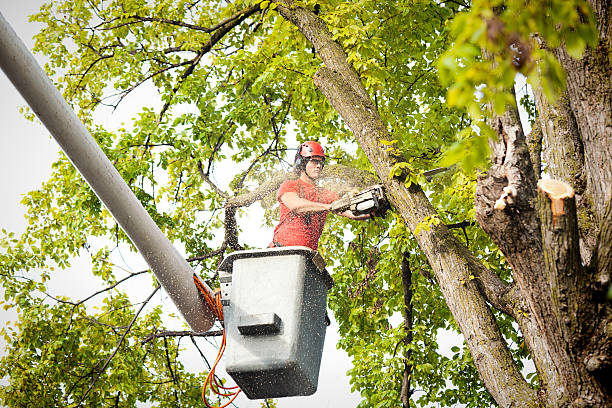 How Our Tree Care Process Works  in  Rathdrum, ID